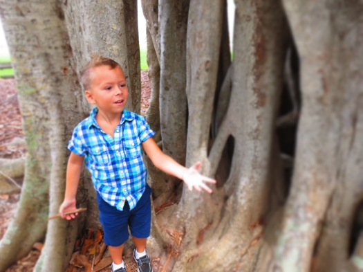 My son can't get enough of this banyan tree in Sarasota, Florida photo by Christa Thompson 2013