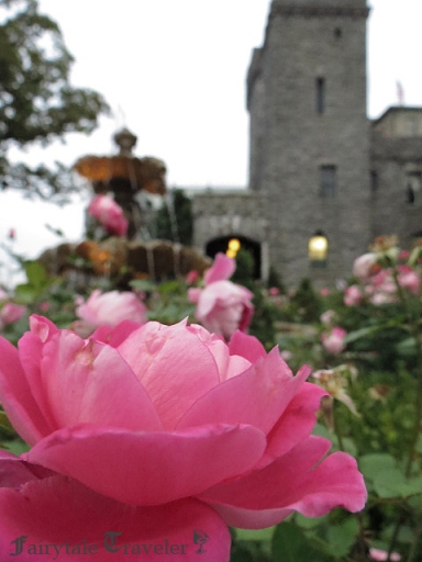 Princess pink roses surround the center fountain in front of the Castle, photo by Christa Thompson